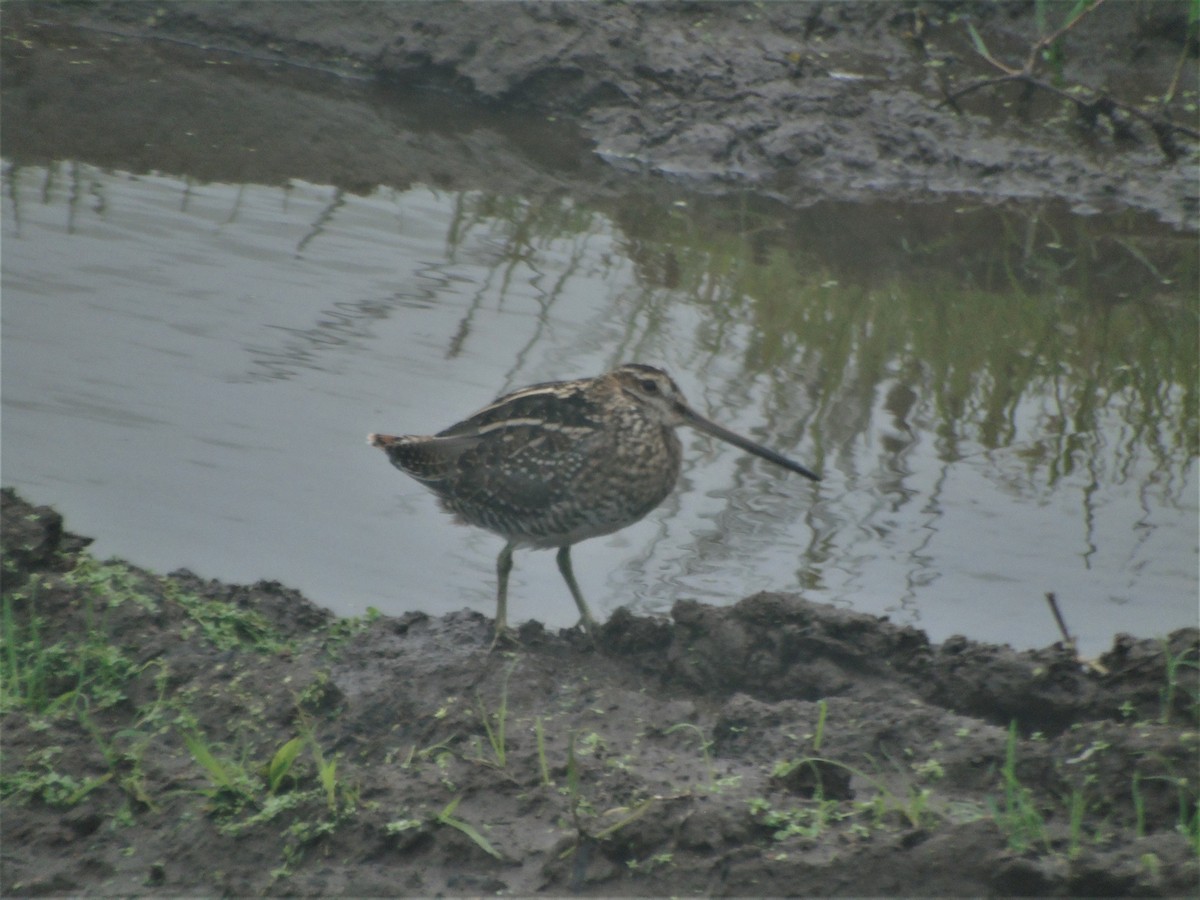 Wilson's Snipe - ML269053991