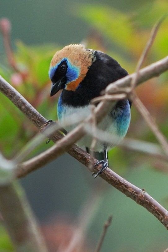 Golden-hooded Tanager - ML269061901
