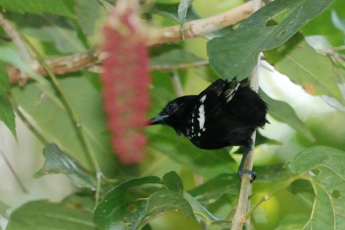 Dot-winged Antwren - ML269062261