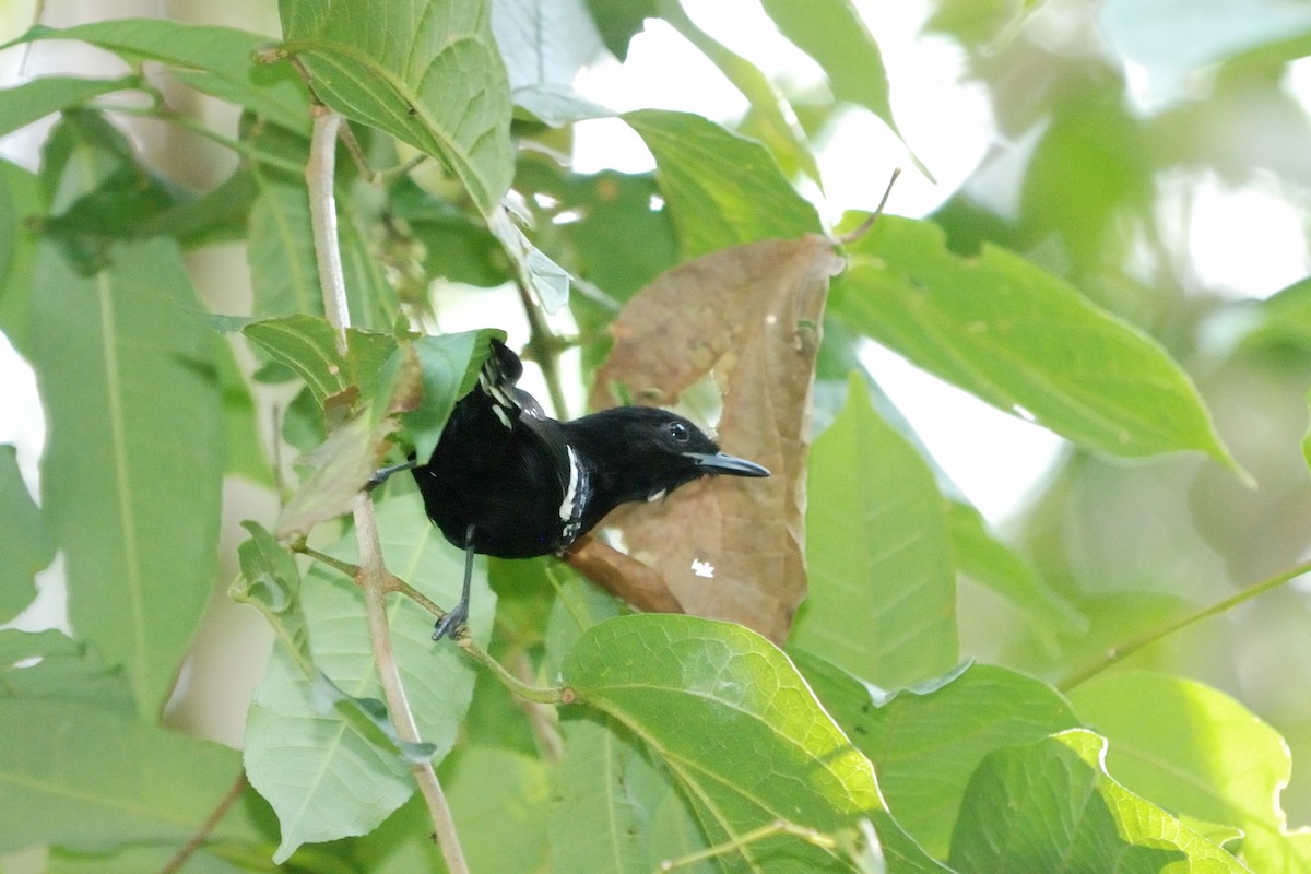 Dot-winged Antwren - ML269062341
