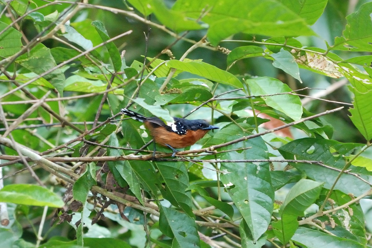 Dot-winged Antwren - ML269062411