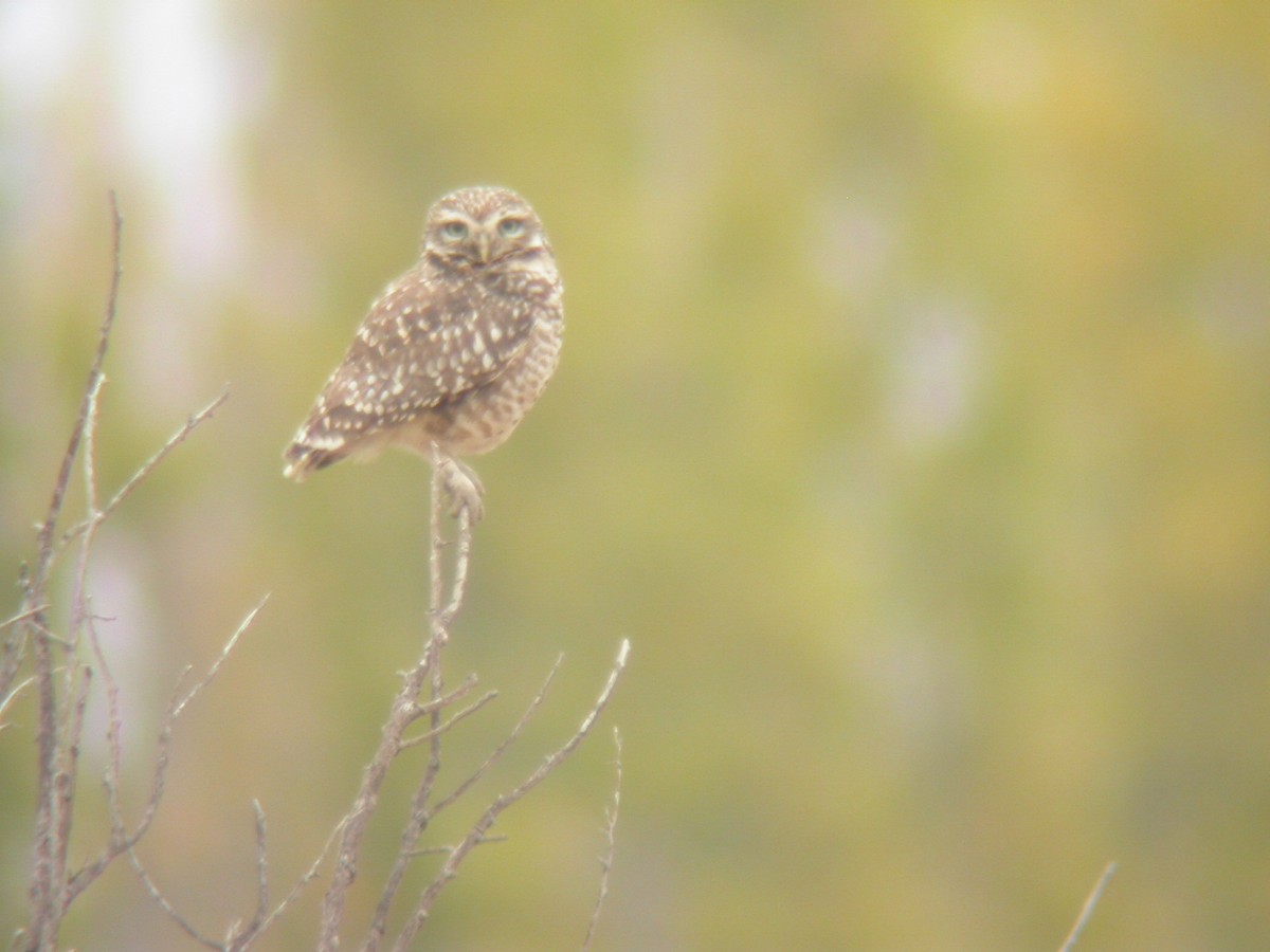 Burrowing Owl - angel Vela laina