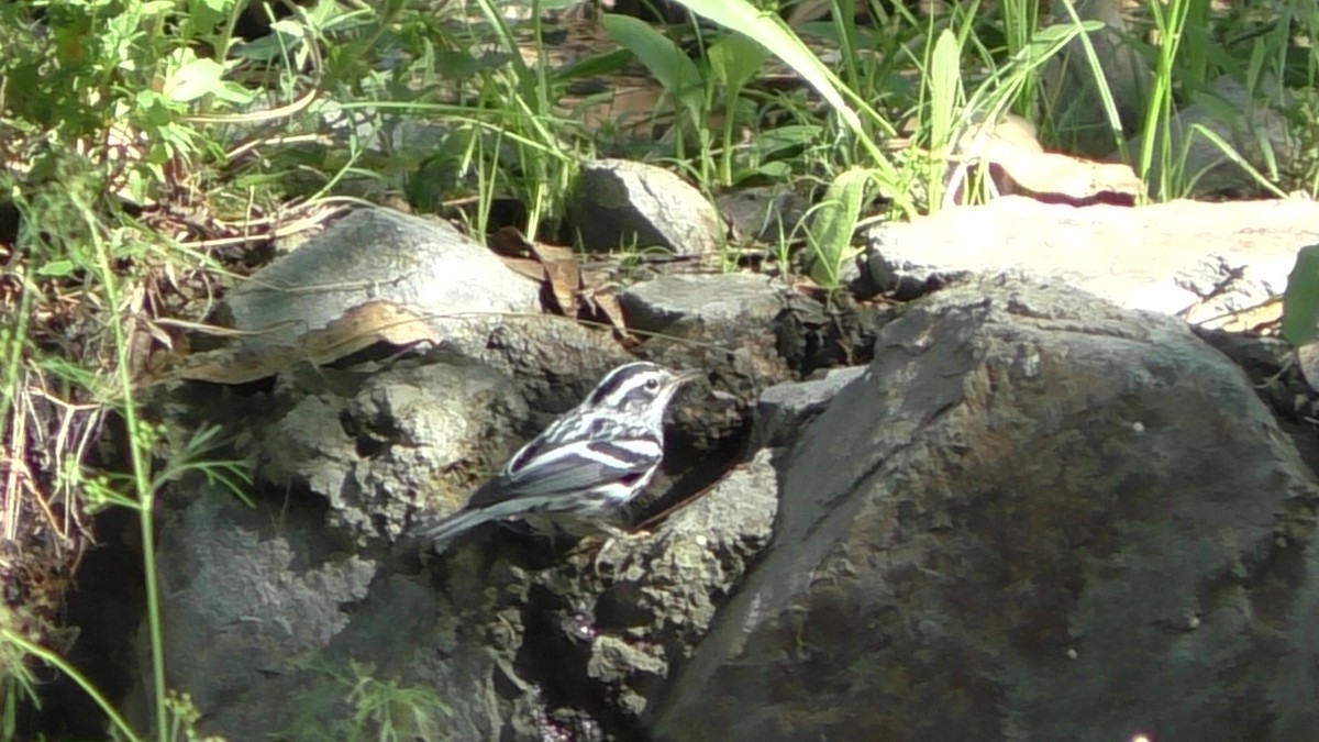Black-and-white Warbler - Indigo Brude