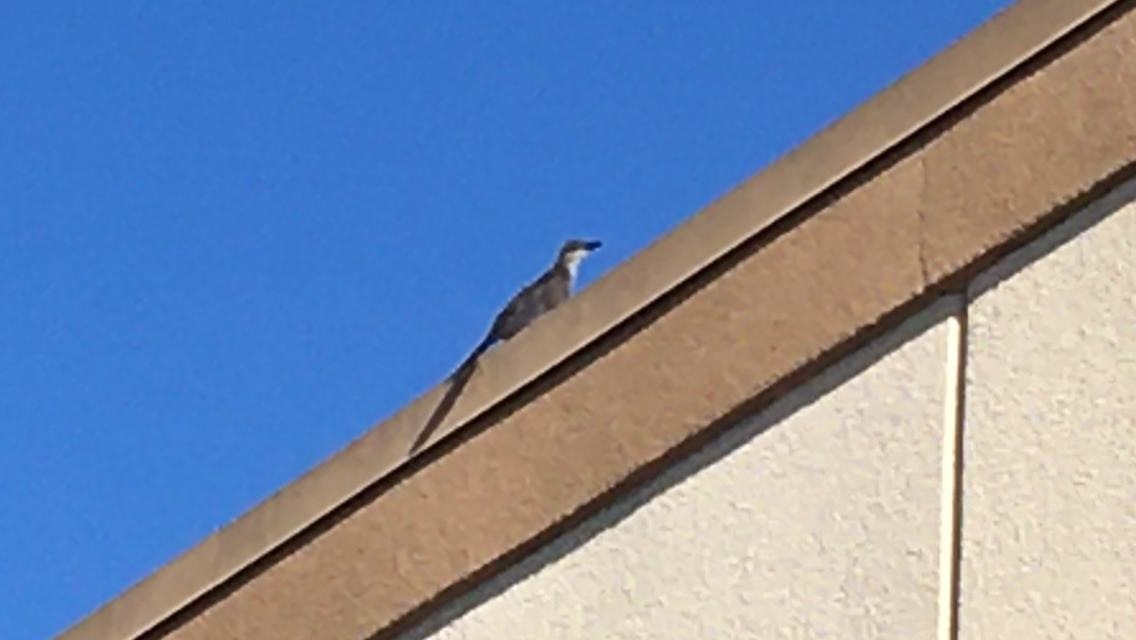 Black-billed Cuckoo - ML269067591