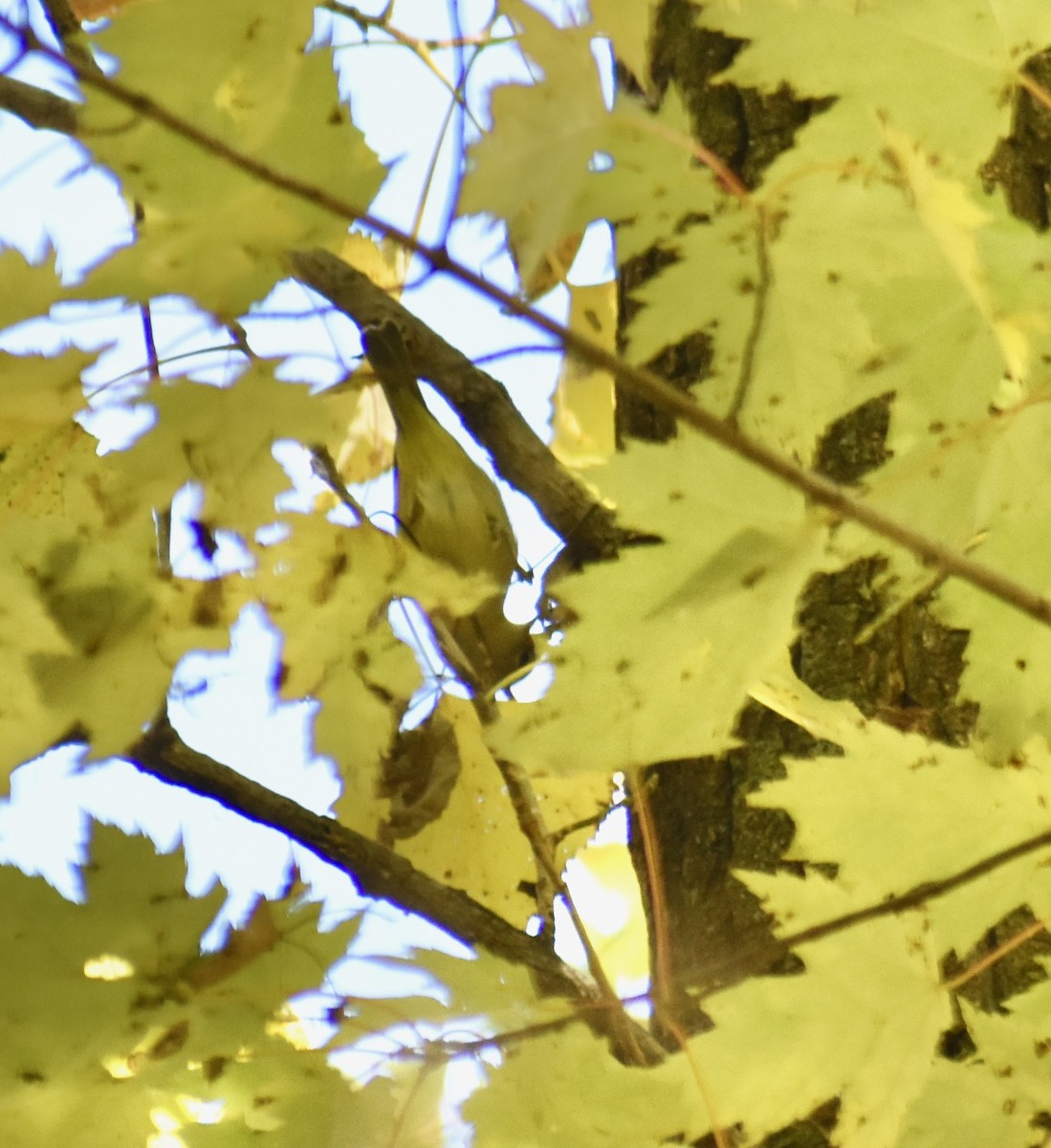 Orange-crowned Warbler - ML269069711