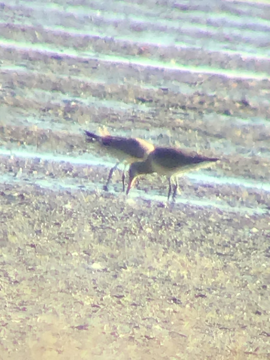 Hudsonian Godwit - Thomas Wood