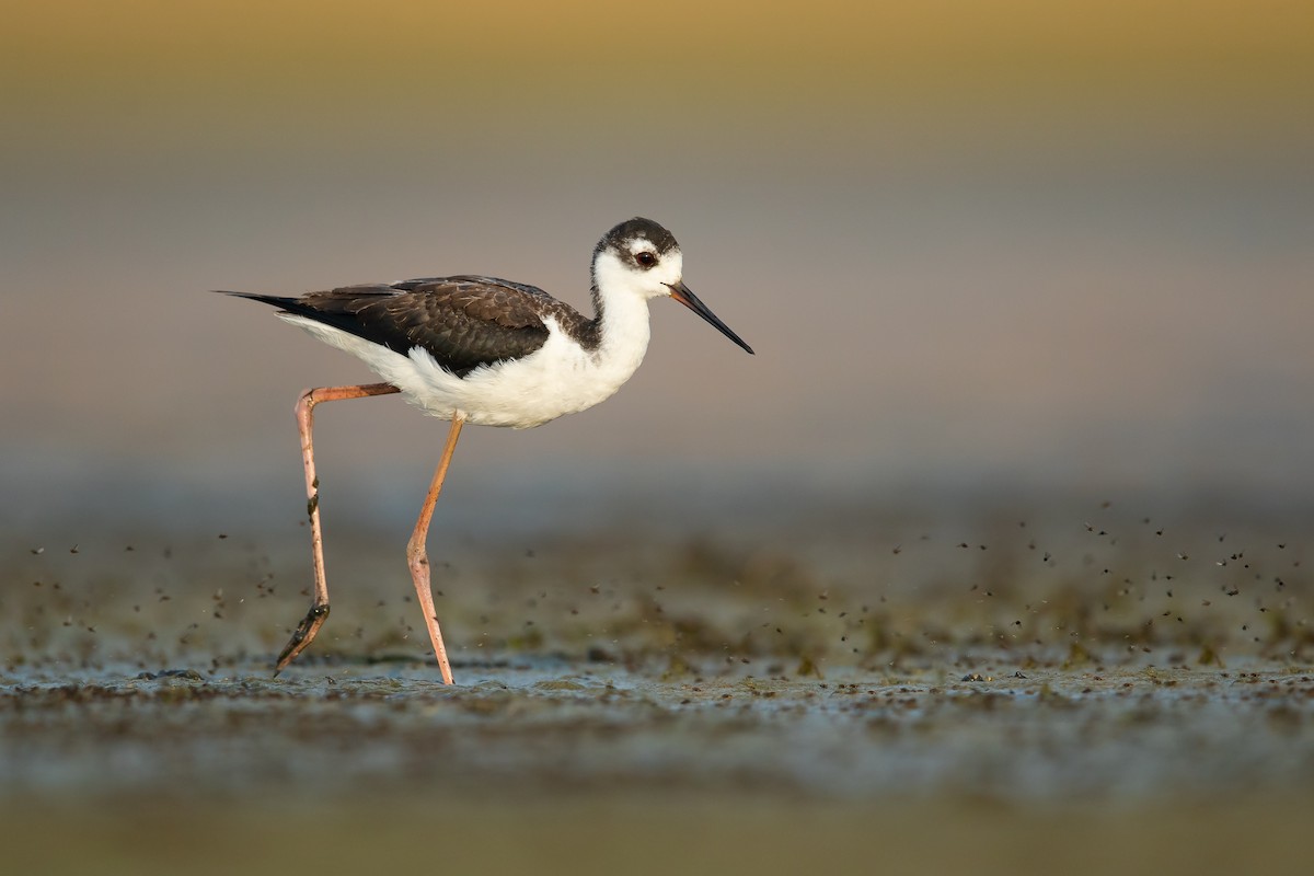 Black-necked Stilt - ML269070641