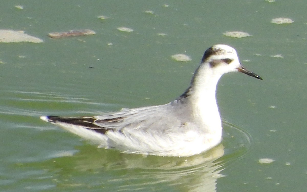 polarsvømmesnipe - ML269071341