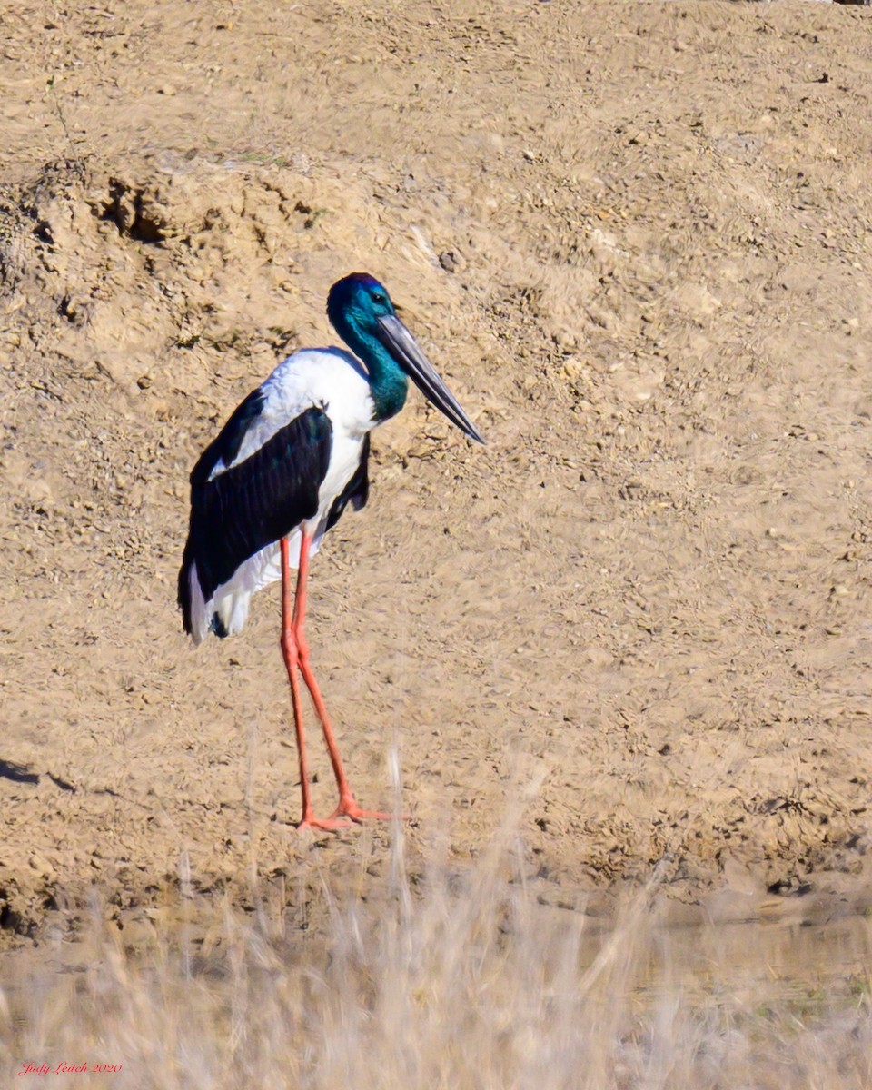 Black-necked Stork - ML269073711