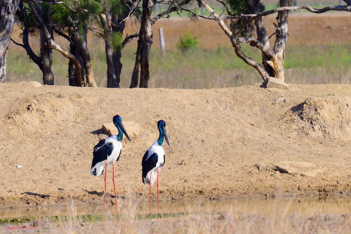 Black-necked Stork - ML269073721