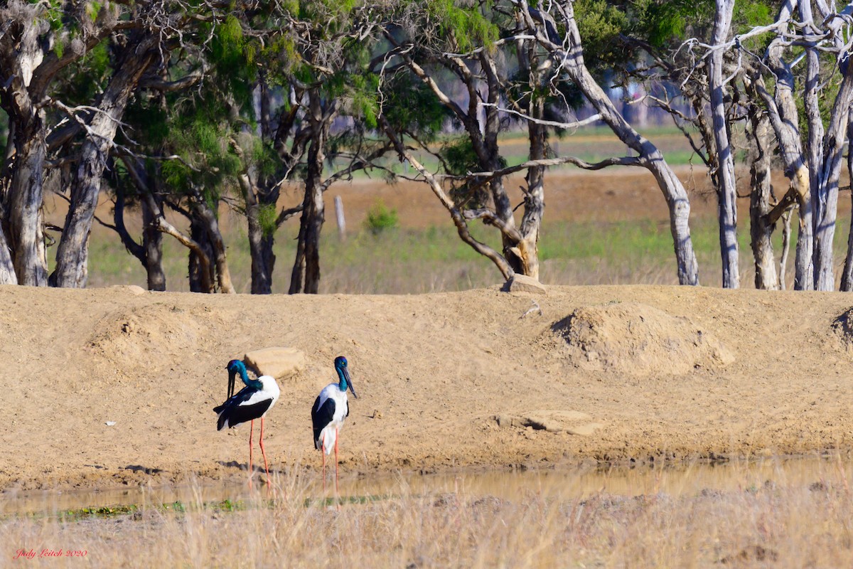 Black-necked Stork - ML269073731