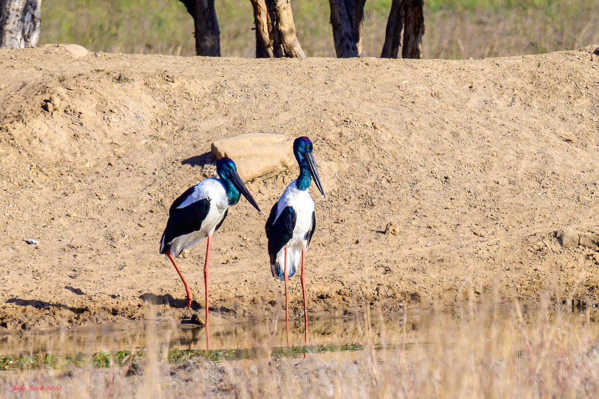 Black-necked Stork - ML269073851