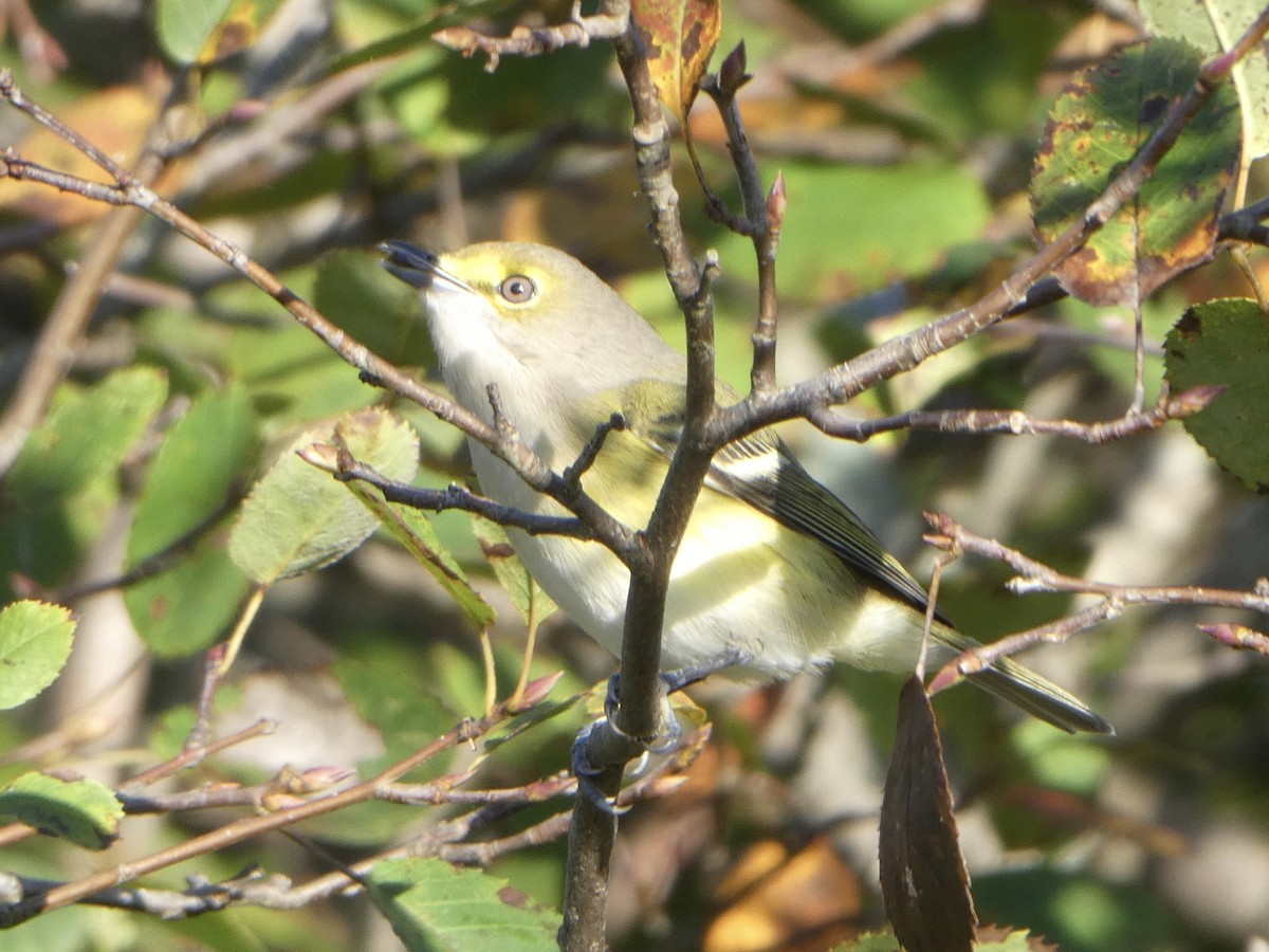 White-eyed Vireo - ML269075101