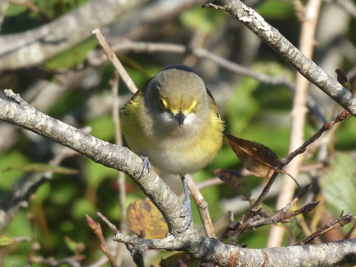 White-eyed Vireo - ML269075121