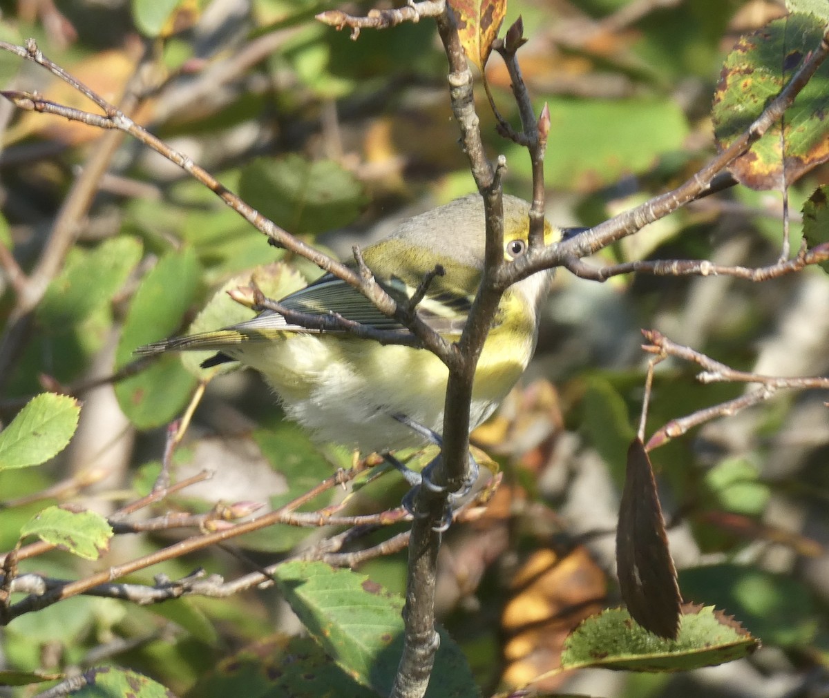 White-eyed Vireo - Annette Fredericks