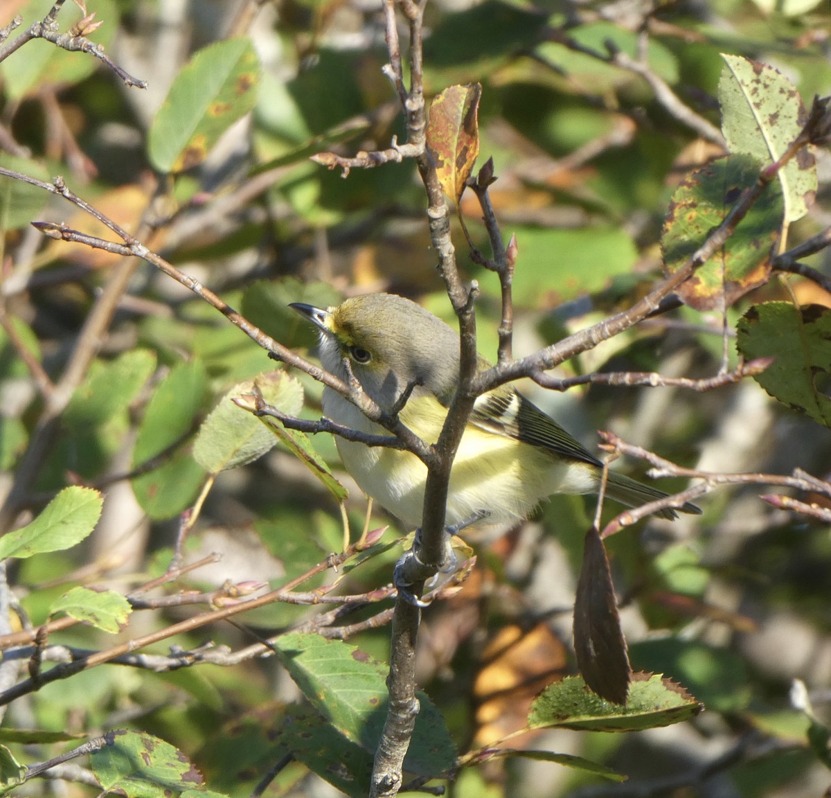 Weißaugenvireo - ML269075141