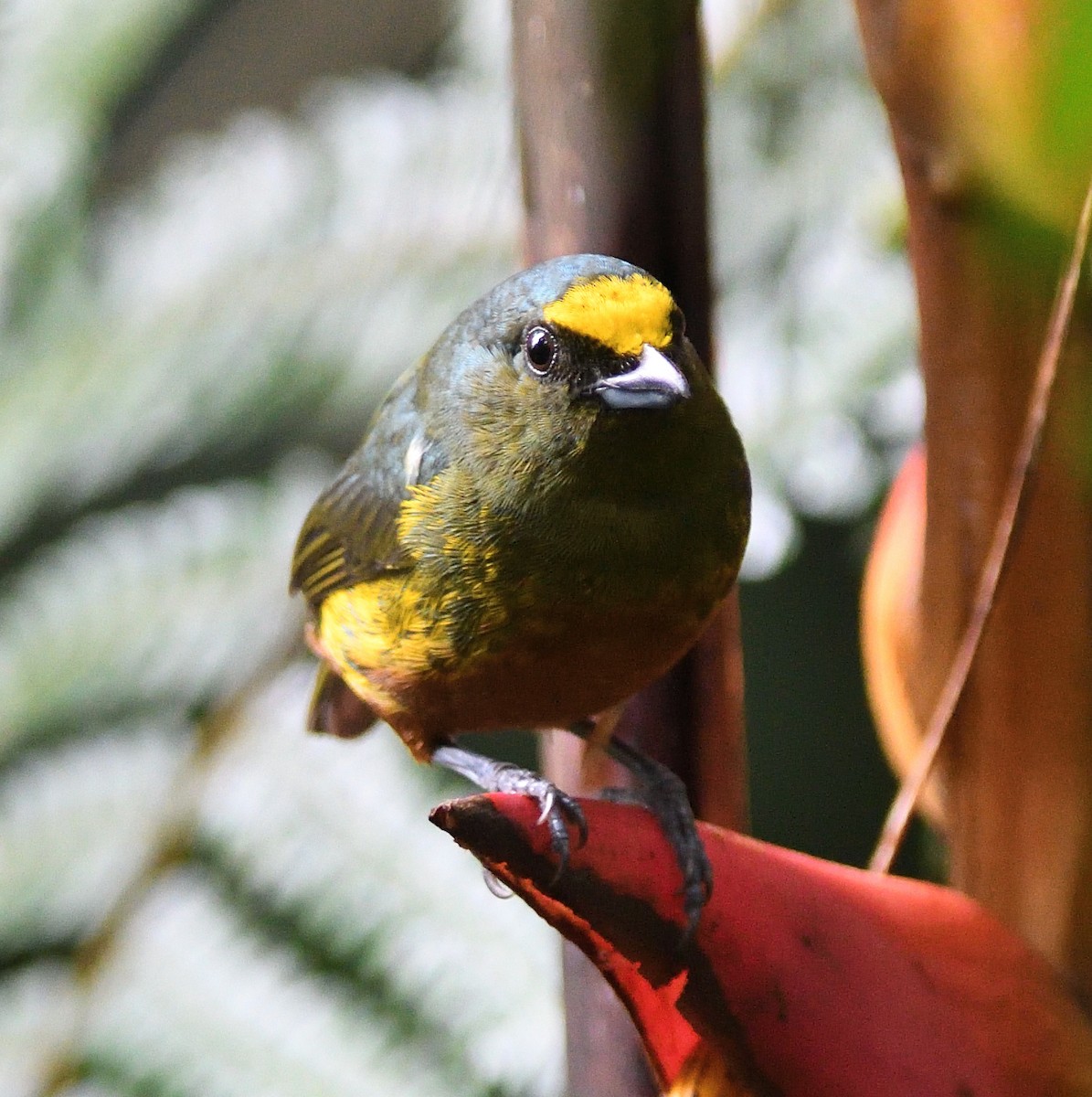 Olive-backed Euphonia - Woody Gillies