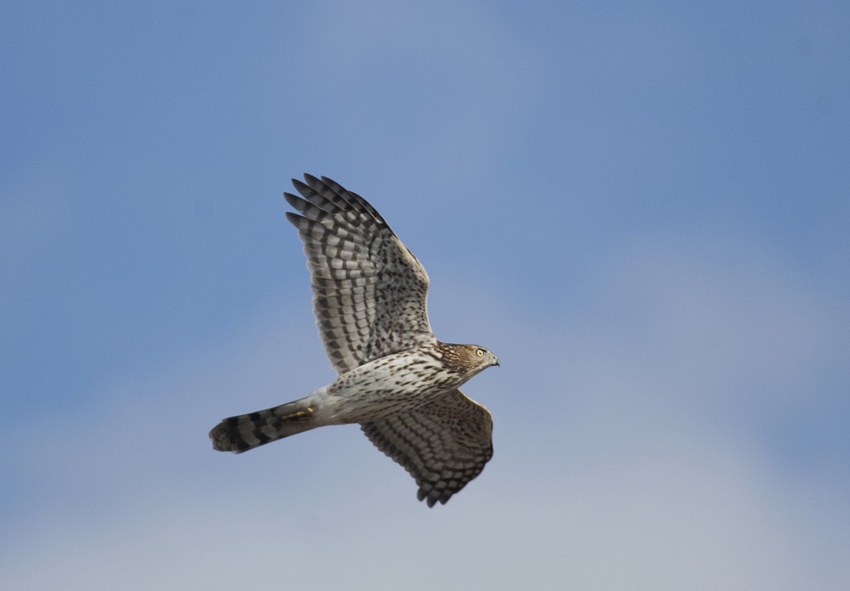 Cooper's Hawk - ML269075651