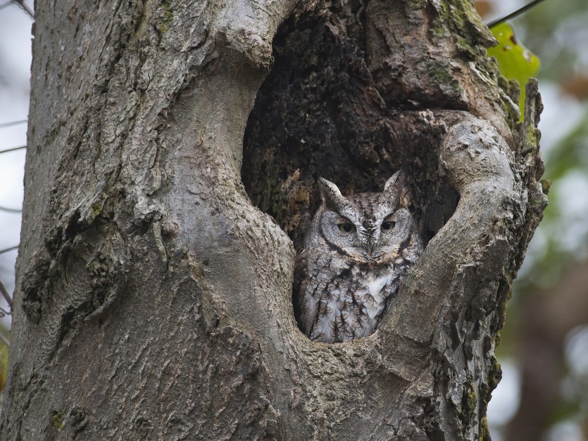 Eastern Screech-Owl - ML269075701