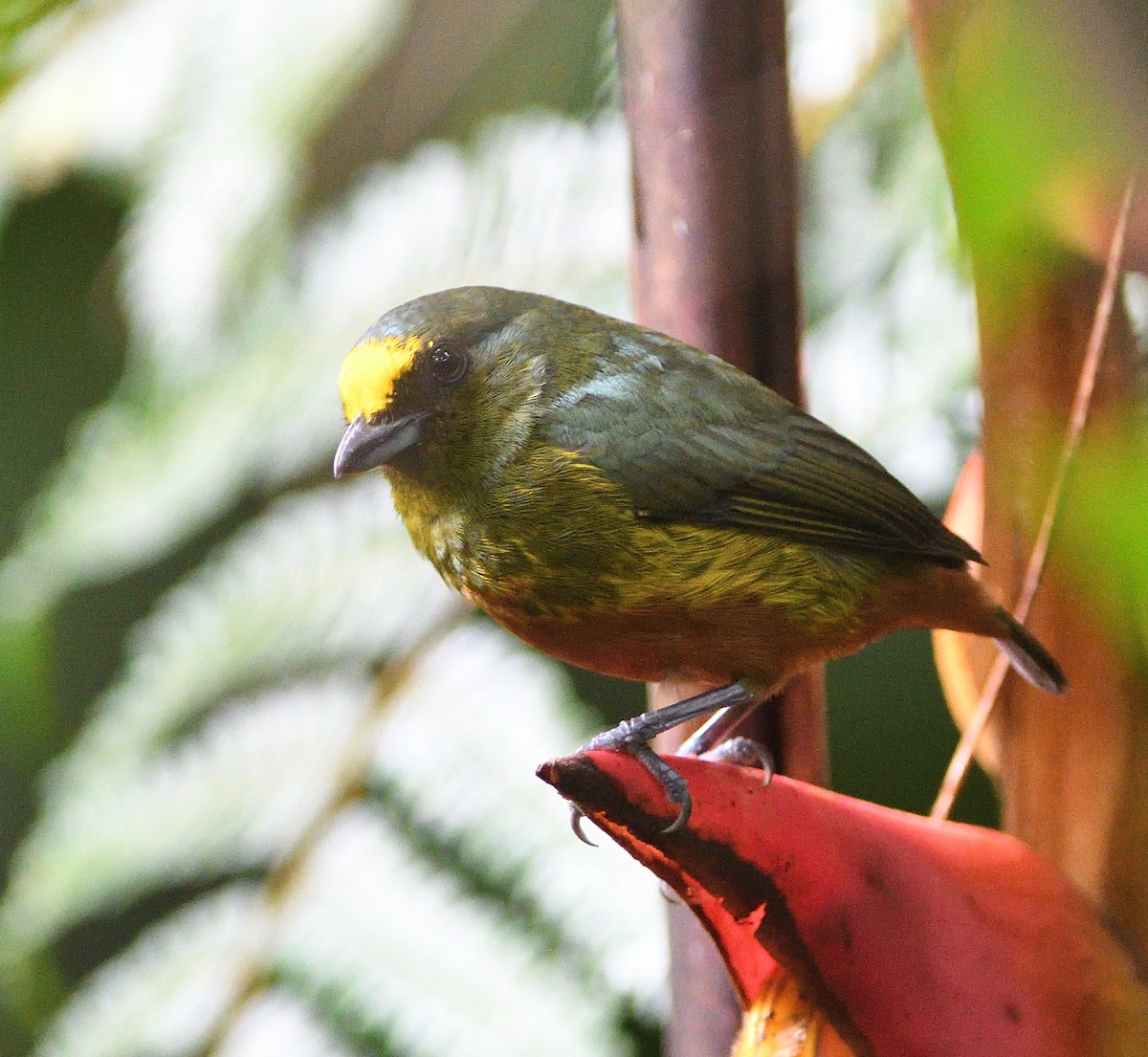 Olive-backed Euphonia - Woody Gillies