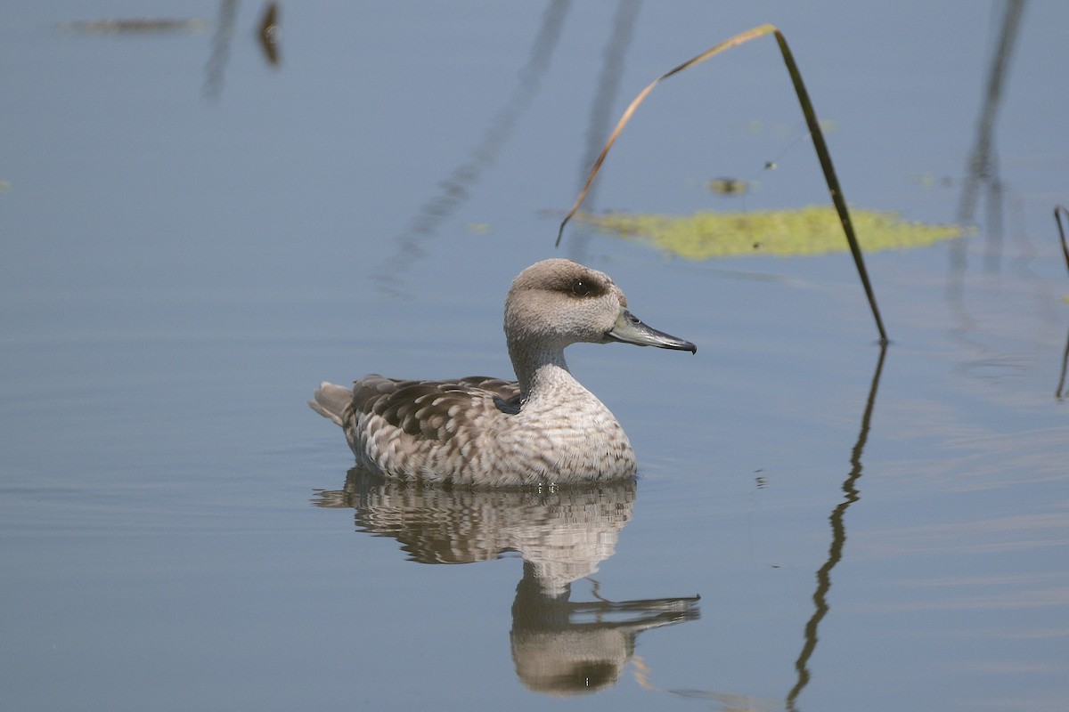 Marbled Duck - Hugo Lousa