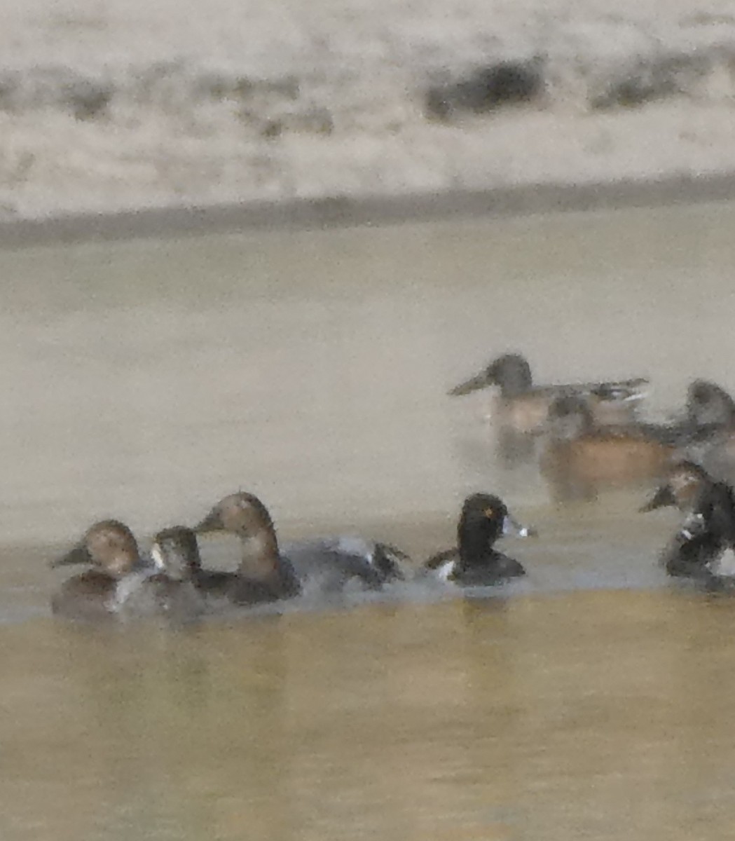 Canvasback - ML269079441