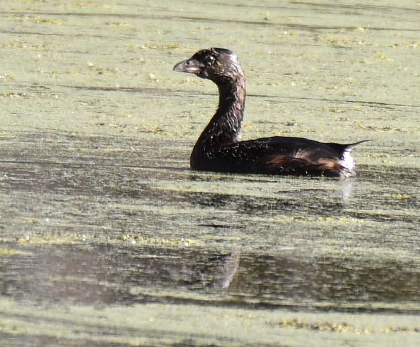 Pied-billed Grebe - Cyndy Hardaker