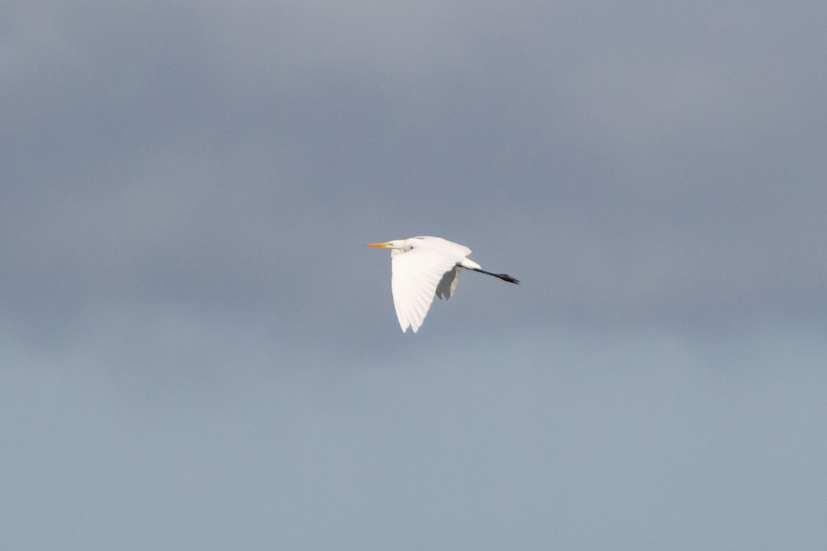 Great Egret - ML269080261