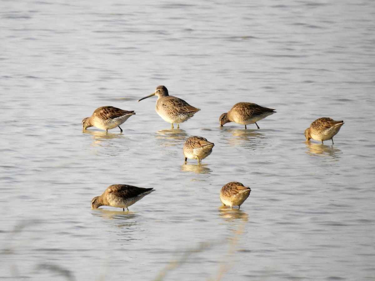 Long-billed Dowitcher - ML269081331