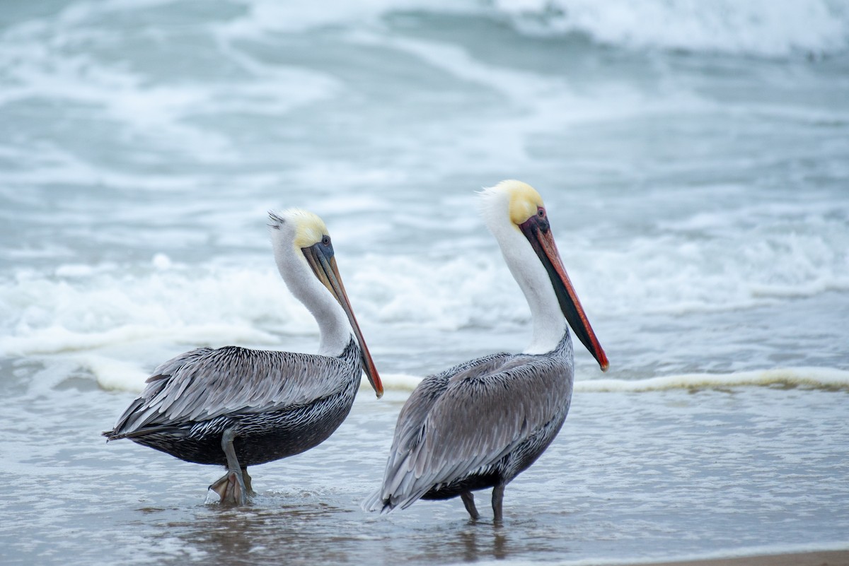 Brown Pelican - ML269081631