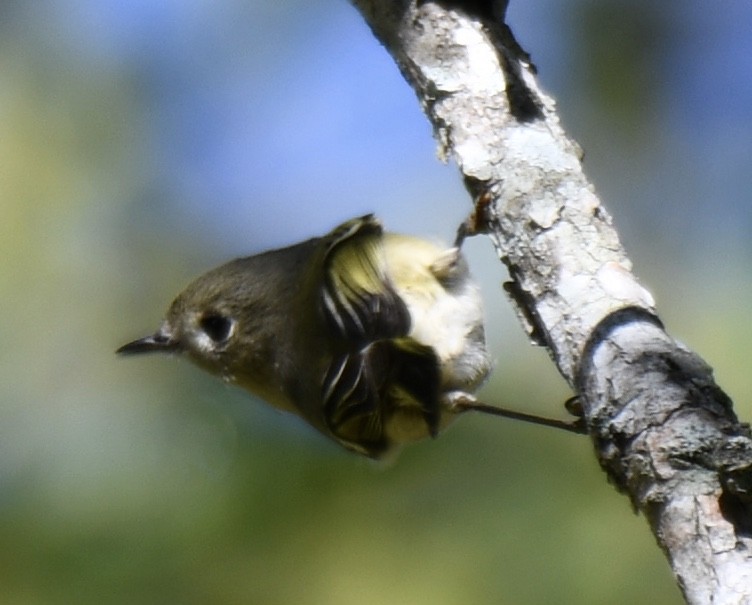 Ruby-crowned Kinglet - ML269082691