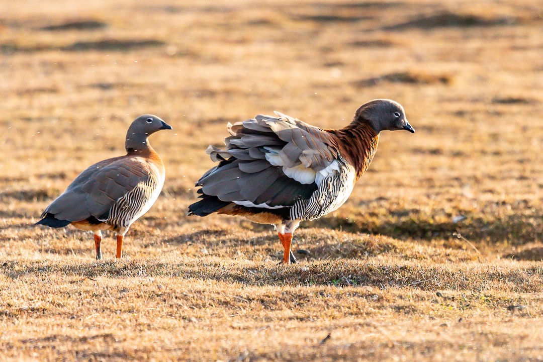 コバシガン - ML269083811