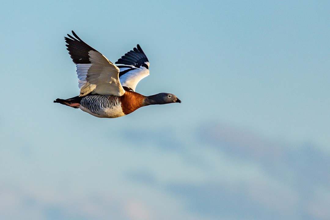 コバシガン - ML269083841