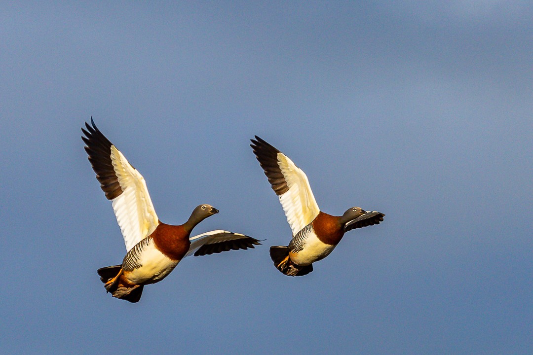 コバシガン - ML269083861