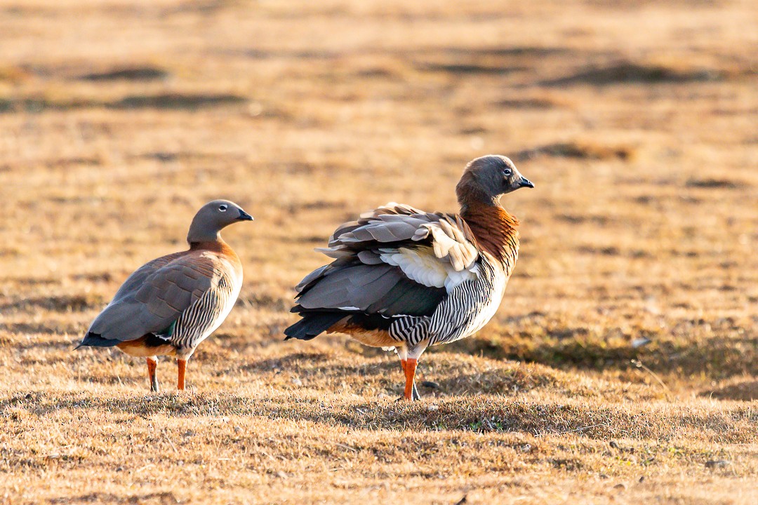 コバシガン - ML269083871