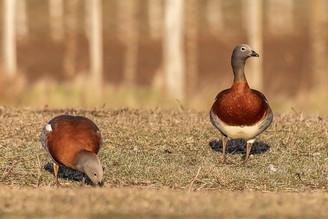 コバシガン - ML269083881