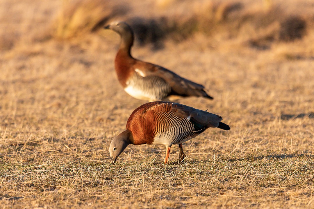 コバシガン - ML269084271