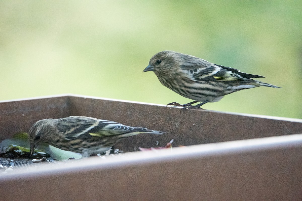 Pine Siskin - Sue Barth