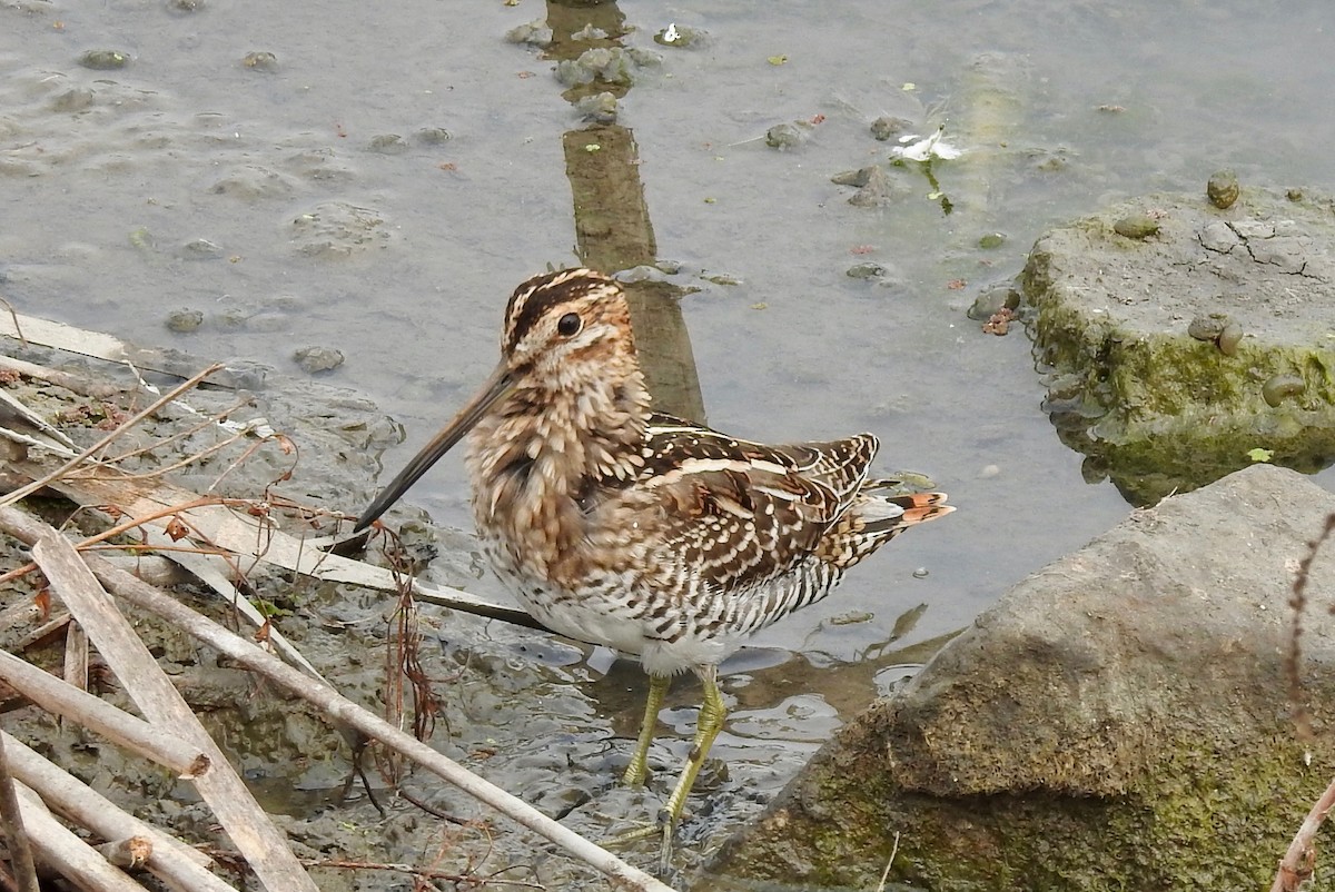 Wilson's Snipe - Michael Stevens