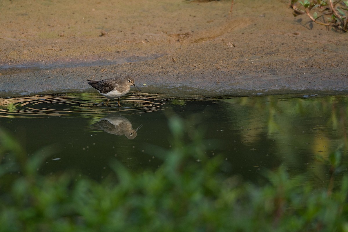 Solitary Sandpiper - ML269085571