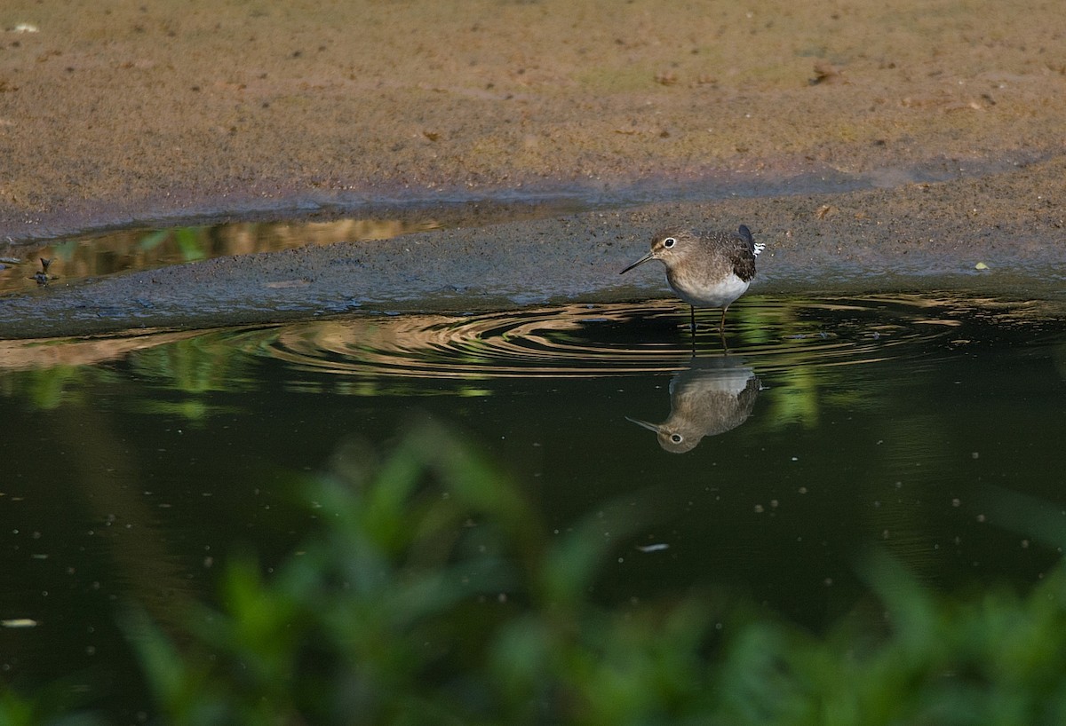 Solitary Sandpiper - ML269085581