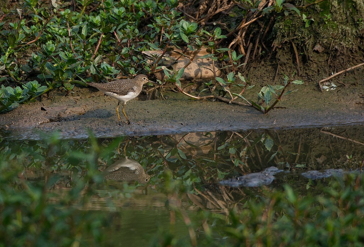 コシグロクサシギ - ML269085611