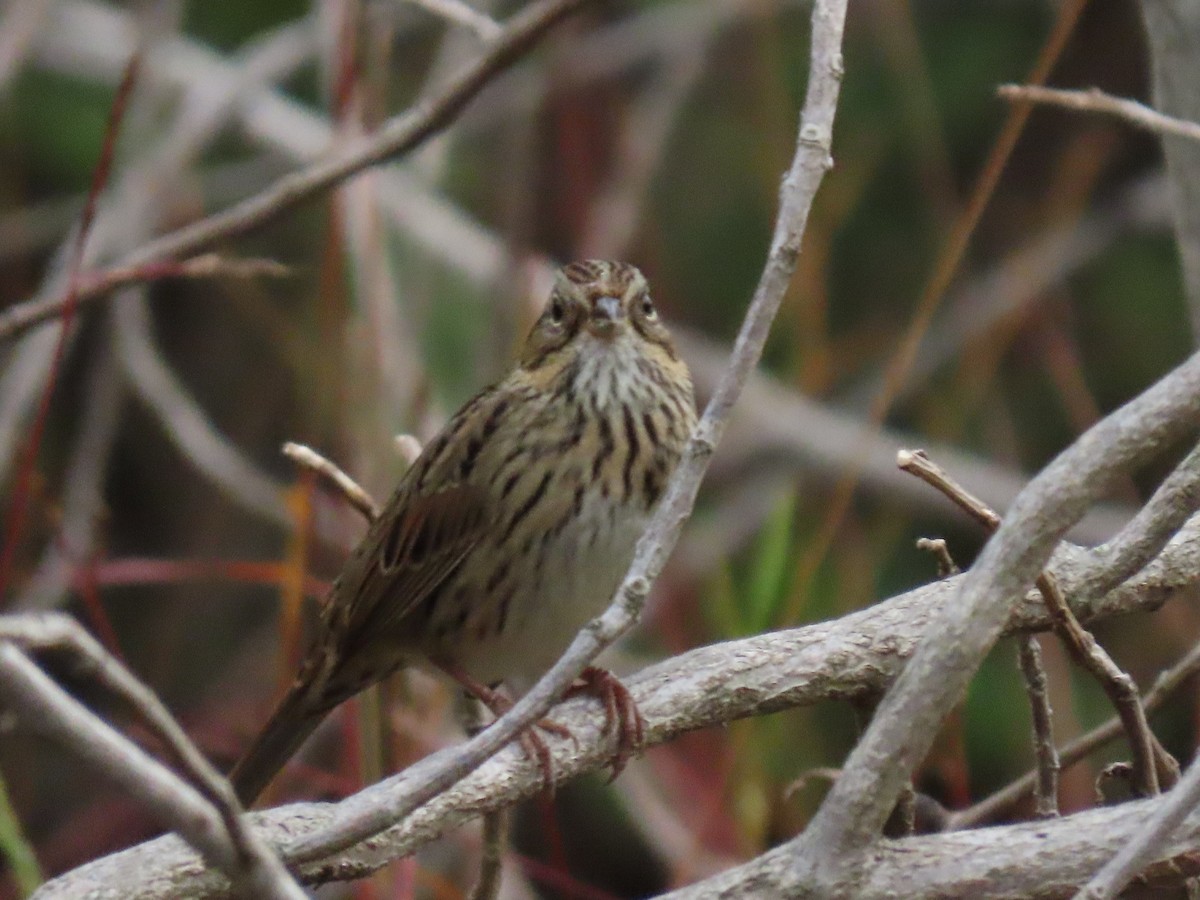 Lincoln's Sparrow - ML269085671