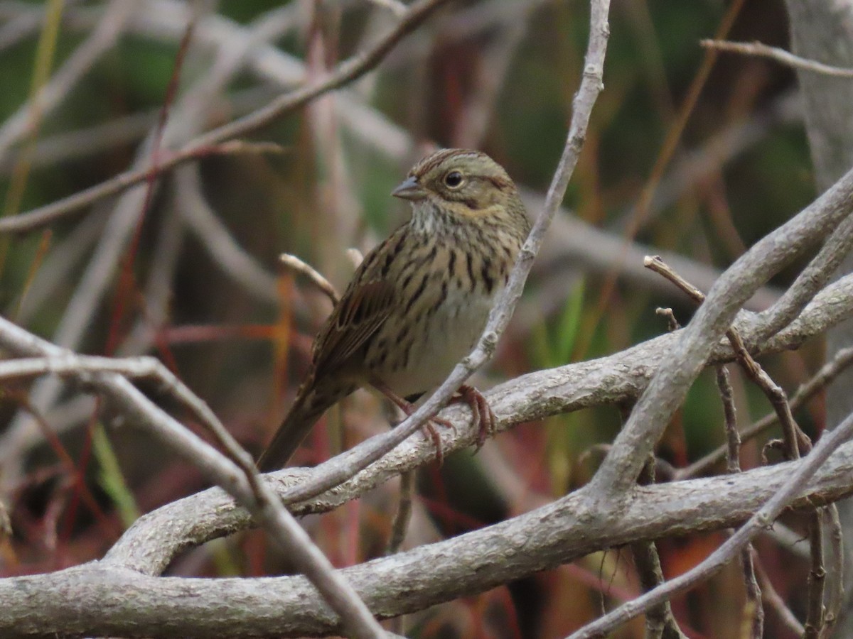 Lincoln's Sparrow - ML269085691