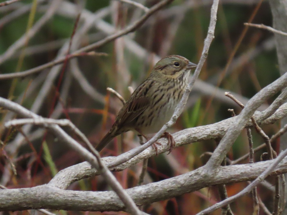 Lincoln's Sparrow - ML269085701