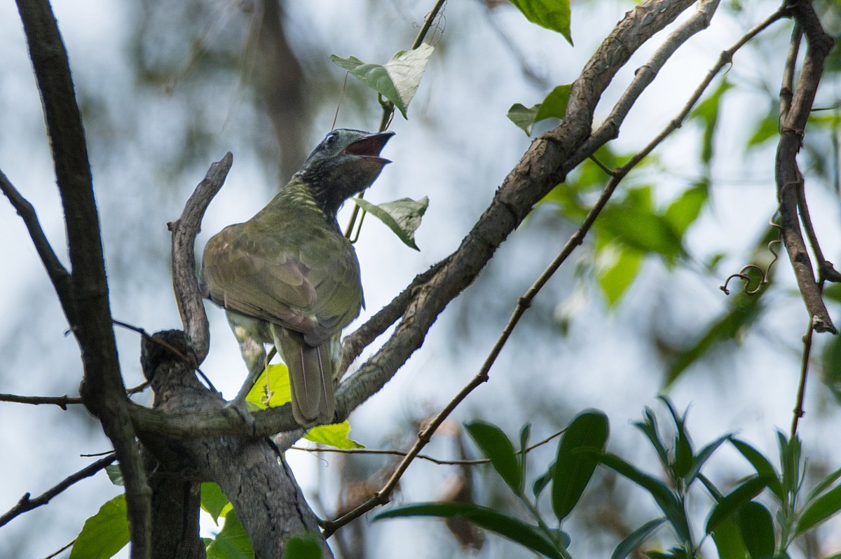 Bare-throated Bellbird - ML269085861