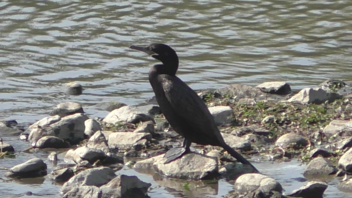 Neotropic Cormorant - Indigo Brude