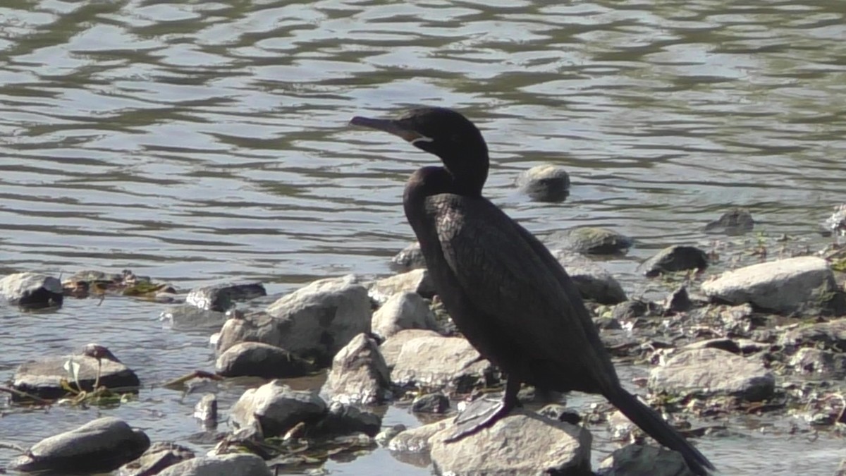 Neotropic Cormorant - Indigo Brude