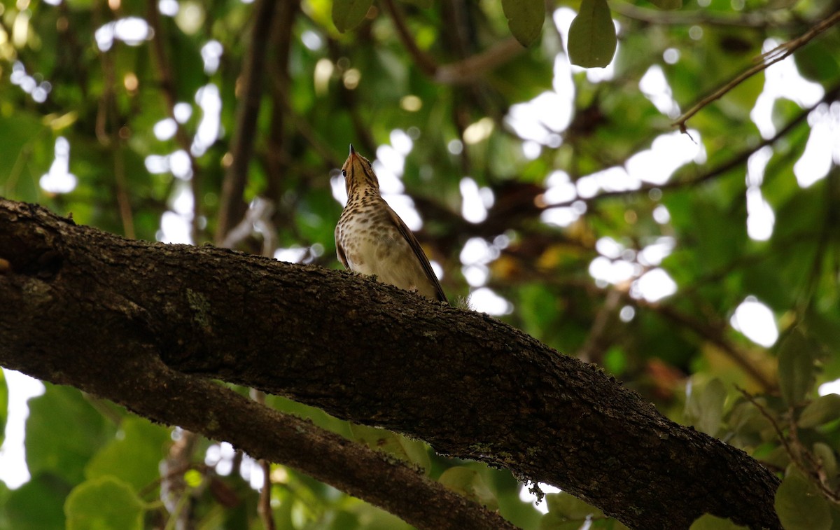 Swainson's Thrush - ML269087321