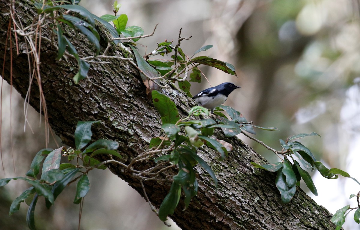 Black-throated Blue Warbler - ML269087391